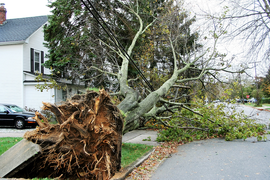 When Wild Winds Blow: Tips and Tools to Prepare You for Hurricane Season