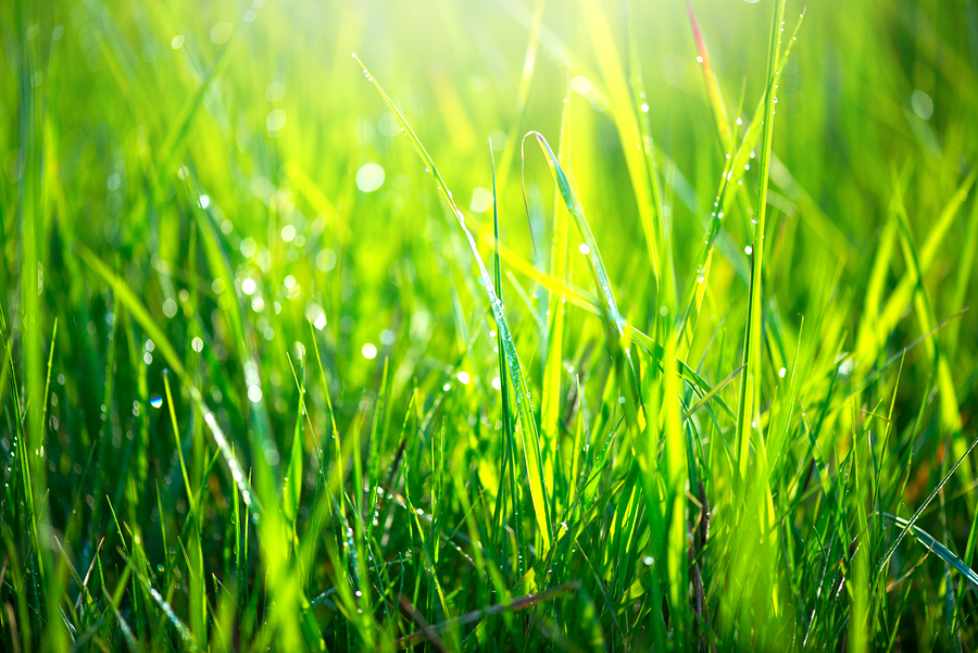 3 Basic Lawn Care Tips To Live By