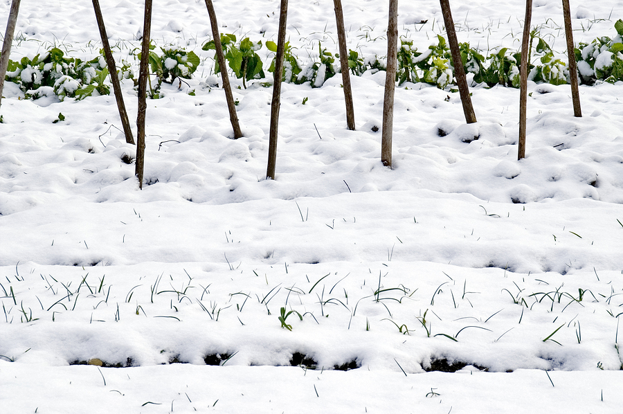 What You Can Do in the New Year to Prep for Spring Growing Season