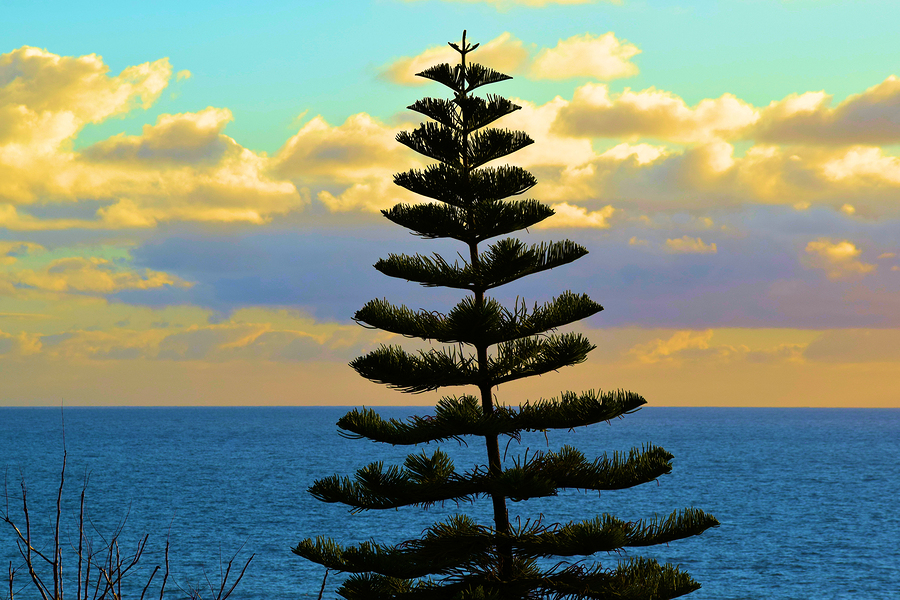 Choosing the Right Evergreen Tree for your Garden