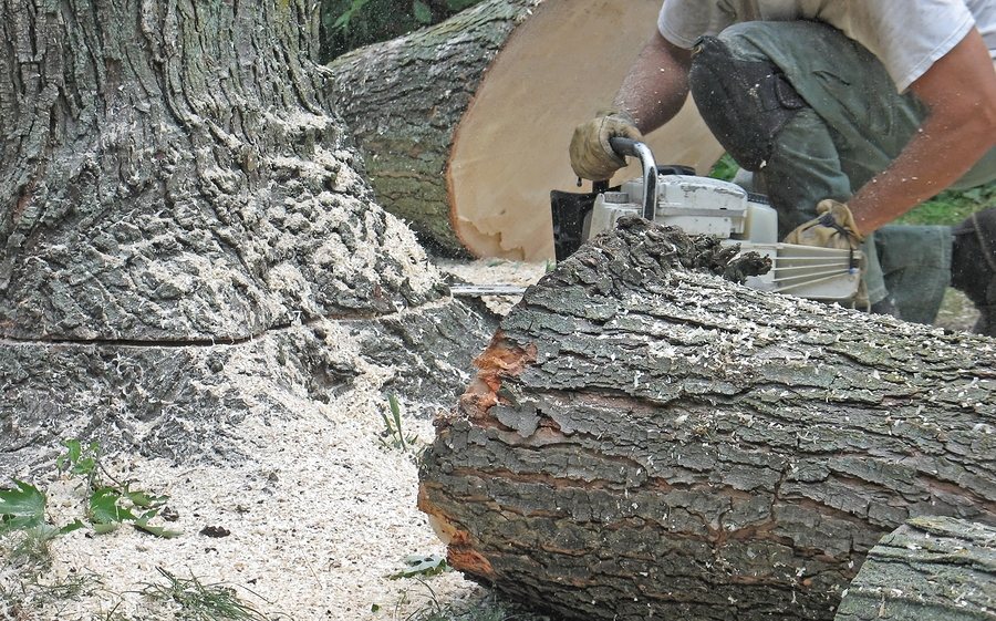 The Ins And Outs Of Tree Removal