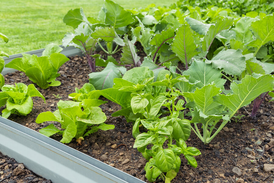 5 Essential Aspects to Remember When Buying Garden Metal Bed Kits