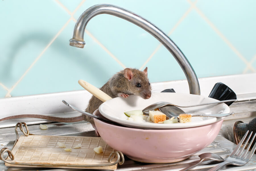 How to Keep Rodents and Their Health Risks Out of Your Home