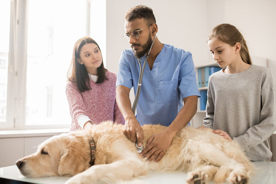The Most Common Pet Health Problems and How To Treat Them