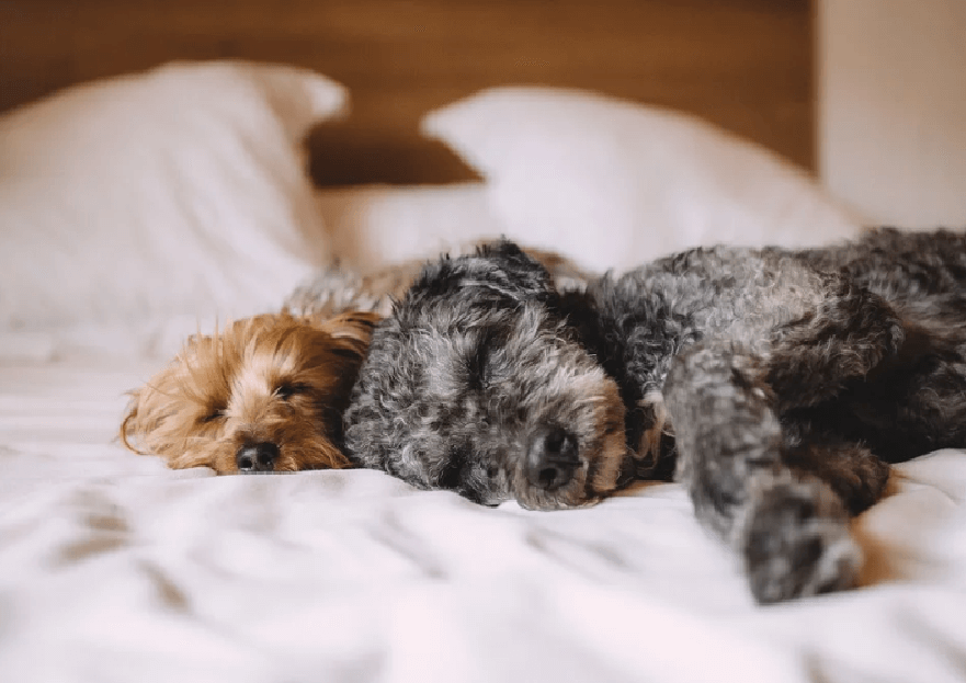 When Pets Take Over: Compromising With a Pet-Loving Partner