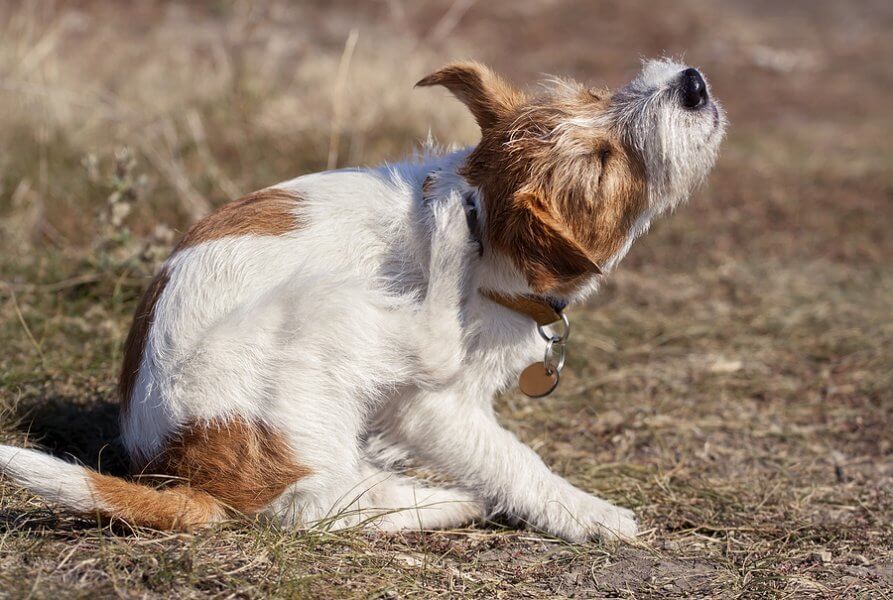 how to protect your dog from parasite