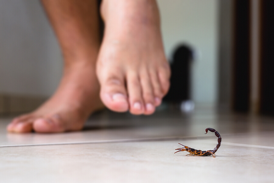 getting rid of scorpions at home