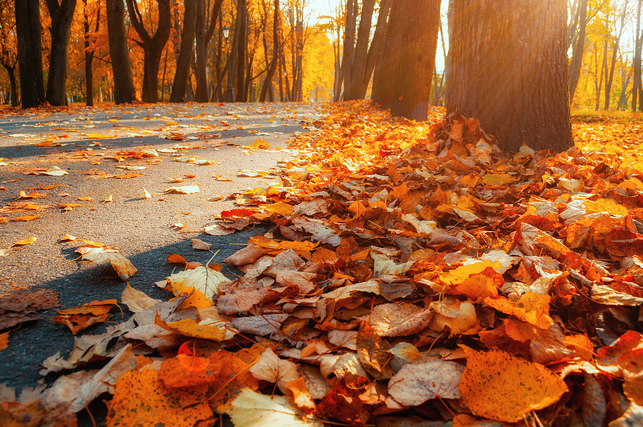 How Do I Prepare My House For Autumn?