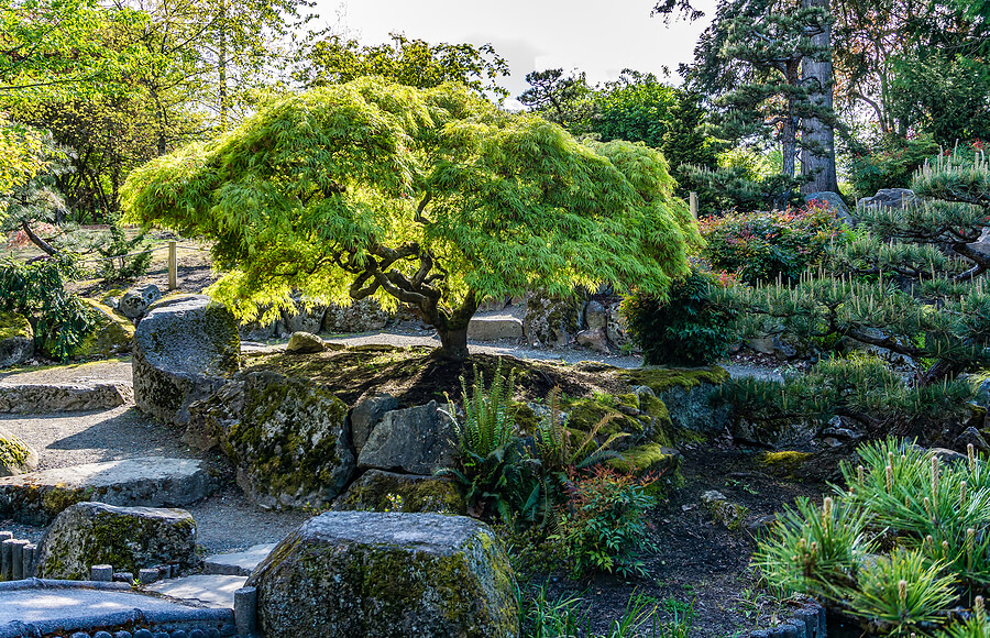 Everything You need to know about the Japanese Maple