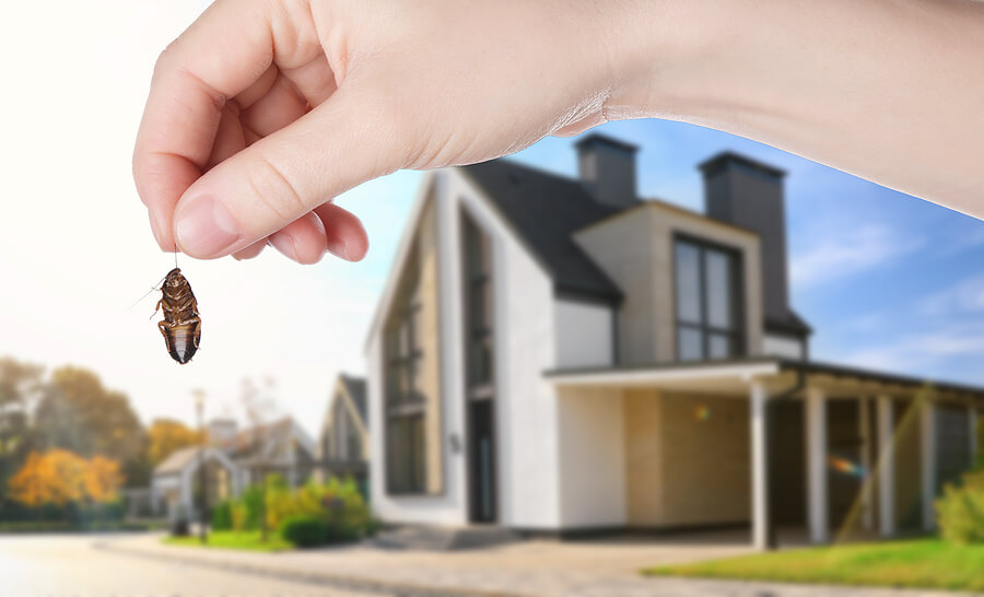 Safe Ways to Keep Your Home Pest-Free