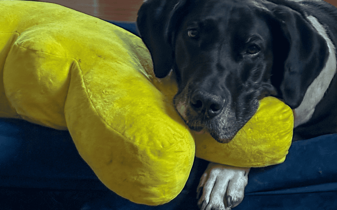 Life With a Great Dane: What to Know Before You Adopt a Gentle (and Slightly Unhinged) Giant
