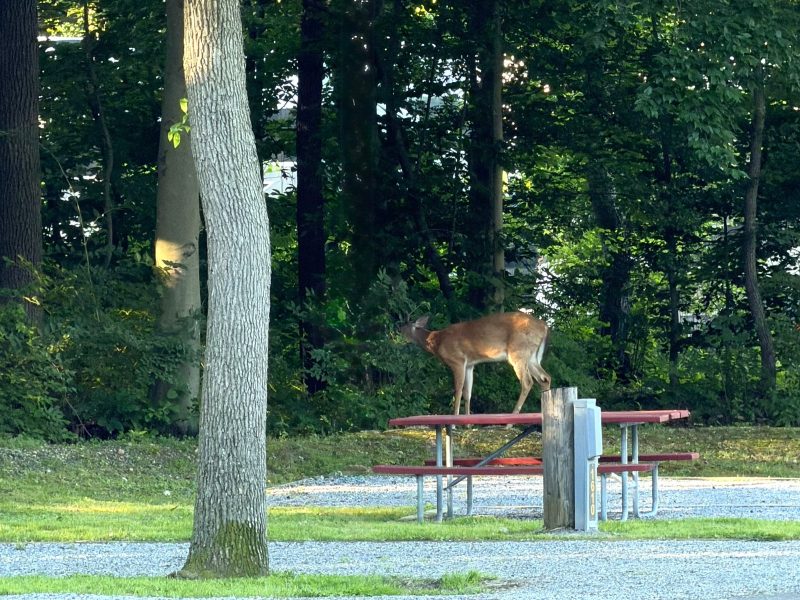 A deer standing on a picnic table at a campsite at Cherry Hill Park