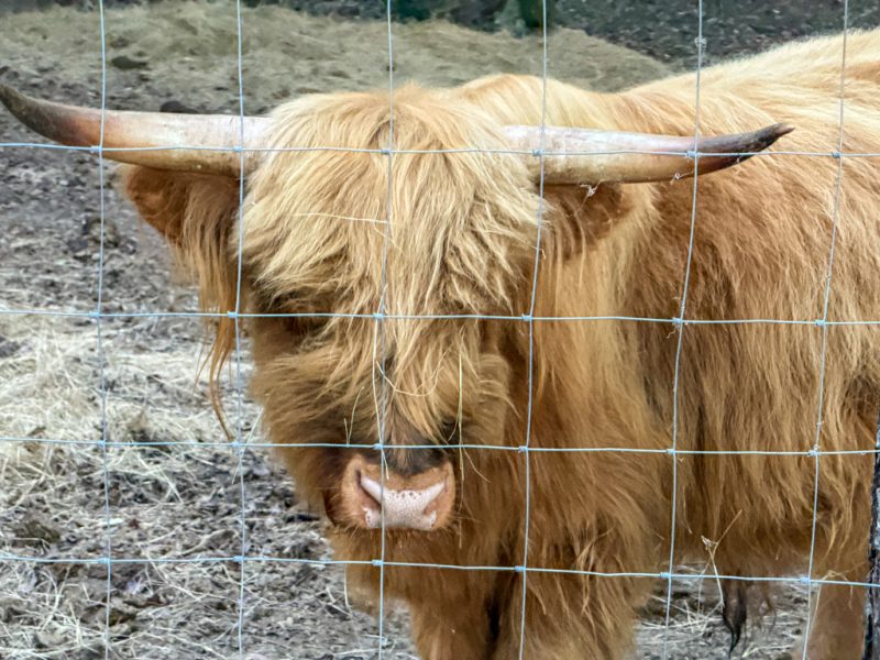 Woolly highland cow at Outside Inn Campground in Santee, South Carolina