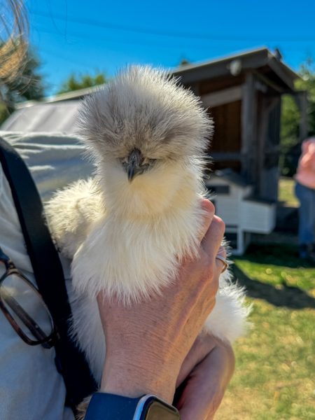 Holding a fluffy chicken at Outside Inn Campground in Santee