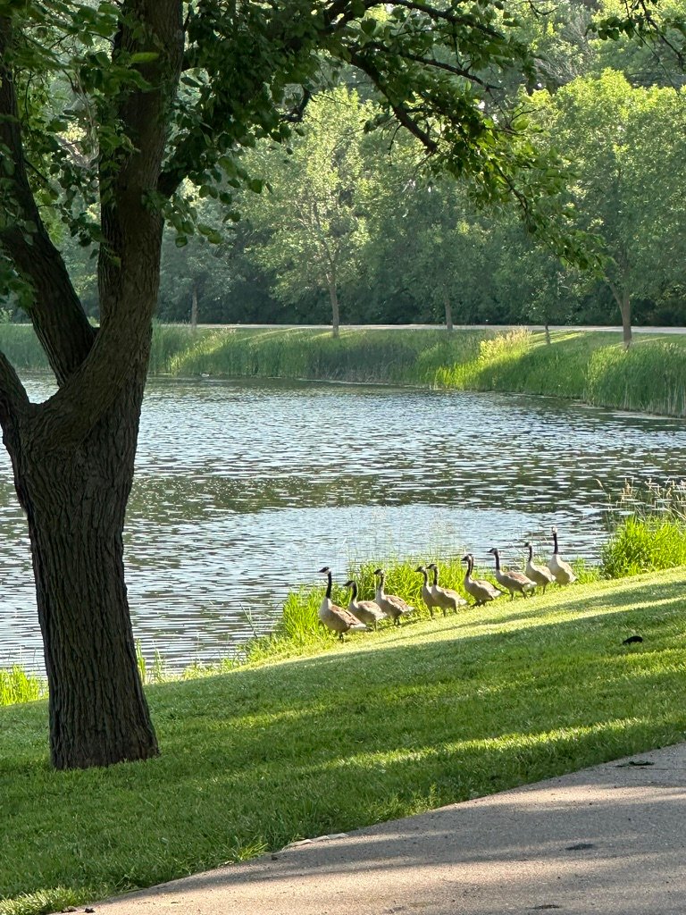 Ravenna Lake shoreline with shade trees and a flock of geese resting on the grass