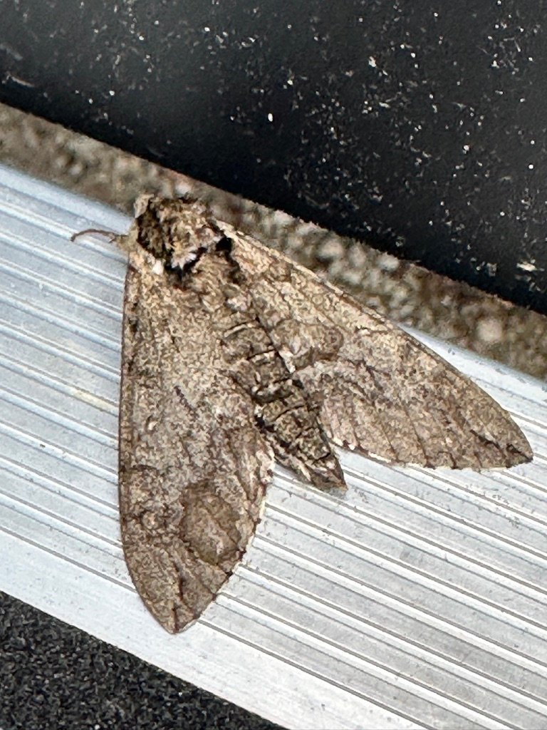 Large sphinx moth resting on the RV entry step at Ravenna Lake